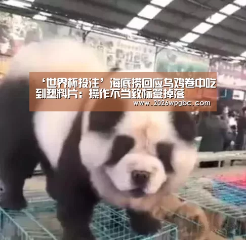 世界杯投注